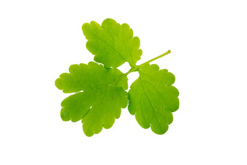 Celandine leaf (killwort) isolated on white background. Medical herb series.