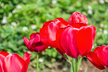 Beautiful flowering red tulips in the garden in springtime