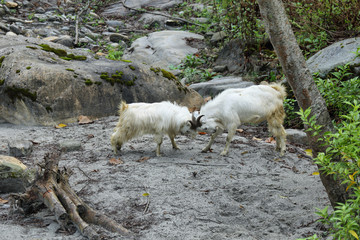 Couple of mountain goats fighting in Nepal