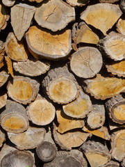 Wood. A cross section by a trunk.