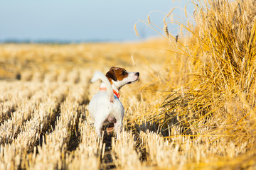 dog on the field