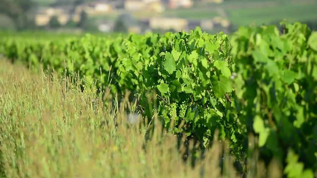 Into vineyards during a sunny day, Burgundy