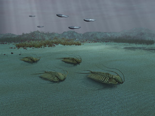 Grupo de trilobites © anibal