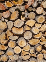 Wood. A cross section by a trunk.