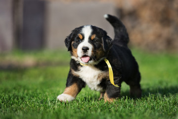 happy Berner Sennenhund puppy walking outdoors © otsphoto