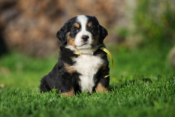 Berner Sennenhund puppy sitting on grass