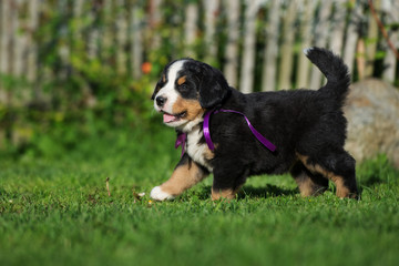 cute happy puppy walking on grass