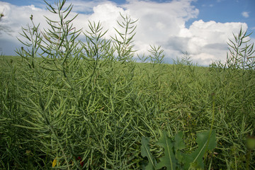 Ripe seeds of rape. Field of green ripeness oilseed rape isolated on a cloudy blue sky in summer...