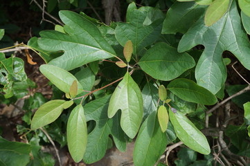 Fototapeta premium Sassafras