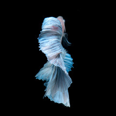 Blue betta fish isolated on black background