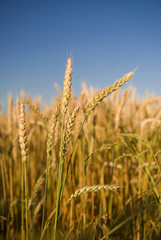 Fototapeta premium Ears of wheat growing on the field