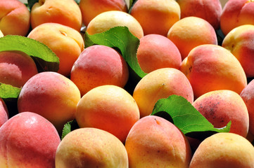 freshly harvested ripe apricots