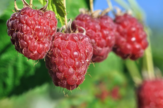 close-up of ripe raspberry
