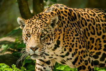 Obraz premium Walking Jaguar