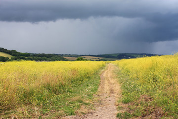 Path though a Rape field