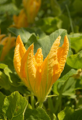 Orange flower of the pumpkin
