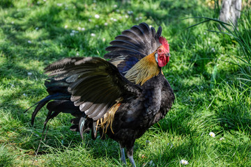 Phoenix rooster flapping wings on the farm yard. Golden Phoenix rooster on the traditional rural farmyard. Free range poultry farming