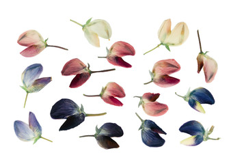 Set of pressed and dried flowers of lupine isolated