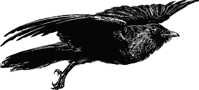Vintage image flying raven  