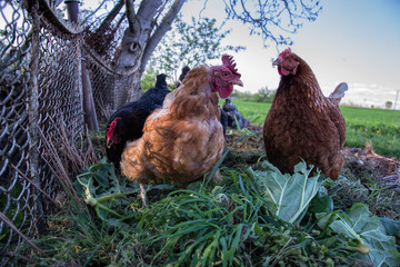 Hens feed on the traditional rural barnyard. Chicken standing on barn yard with the chicken coop. Free range poultry farming 