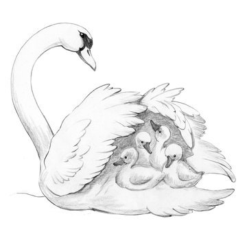 Family of swans. Taking care of the offspring. Drawing by hand, white background. Background for greeting card Mother's Day.