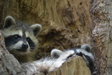 raccoon on a tree