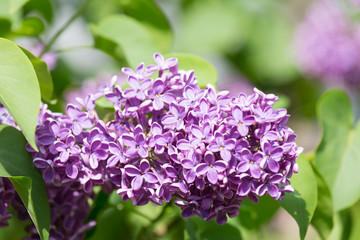 Fototapeta na wymiar branch of blossoming lilac close up