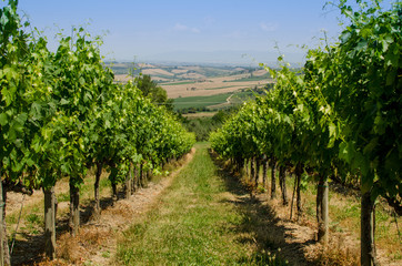 Fototapeta na wymiar The vinery of Tuscany, Italy