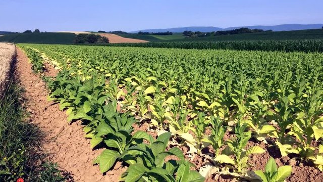 Tabak im Anbau im Elsass
