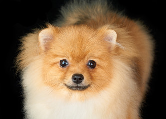 Obraz premium Portrait of the dog