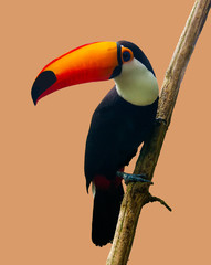 De Toucan Toco zittend op een tak geïsoleerd op perzik. De toco toekan (Ramphastos toco), ook bekend als de gewone toekan,