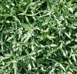 The natural background  of plants  lamb's ear Silver Carpet or Stachys byzantina. Often used in landscape design as an  ornamental plant.