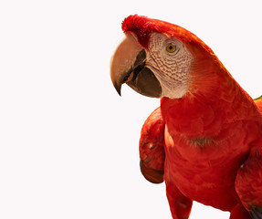 Single parrot Red Macaw close up isolated on white. The red macaw (Ara macao) is a large, red, yellow and blue South American parrot © zenobillis
