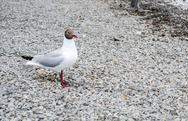 Gull stand on floor