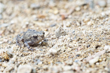 Baby toad, just left the water.