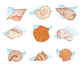 sea shells set