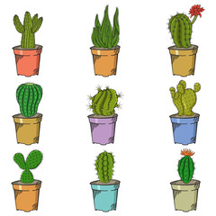 Different Types of Cactus