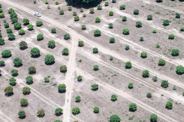 Plantation of trees