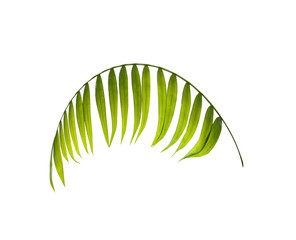 Green leaf of palm tree on white background