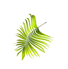 Green leaf of palm tree on white background