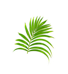 Green leaf of palm tree isolated on white background