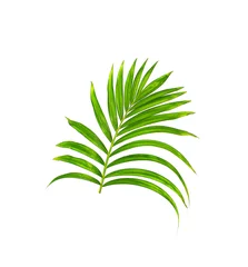 Zelfklevend Fotobehang Monstera Green leaf of palm tree isolated on white background