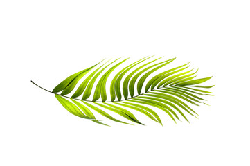 Green leaves of palm tree on white background
