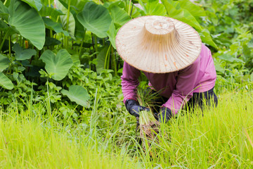Thai farmer with traditional hat working on rice field