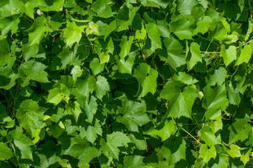 grape leaves background texture 