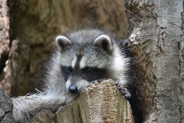 raccoon on tree