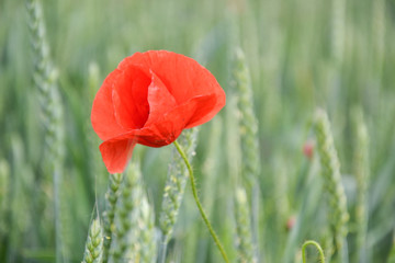 Red poppy (Papaver rhoeas) in wheat field on spring time. Corn rose, common poppy, Flanders poppy, coquelicot, red weed