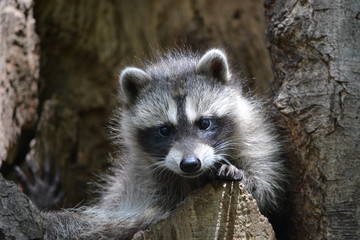 raccoon on the tree