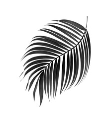 black leaves of palm tree on white background