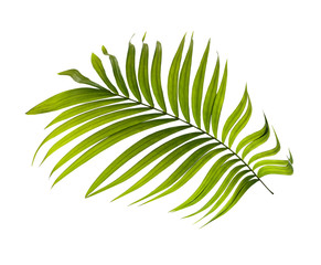 Green leaves of palm tree on white background